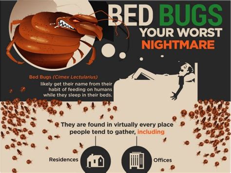 The 411 On Bed Bugs Your Worst Nightmare