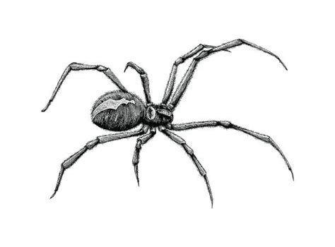 Spider Art Drawing Illustration Rebecca Starnes