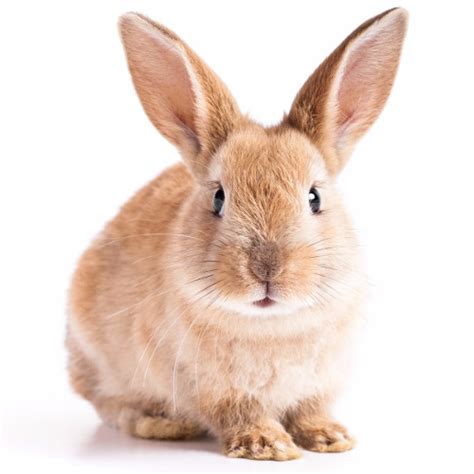 Thinking of getting a pet rabbit? rabbits.life | petting rabbits is one thing we know best.