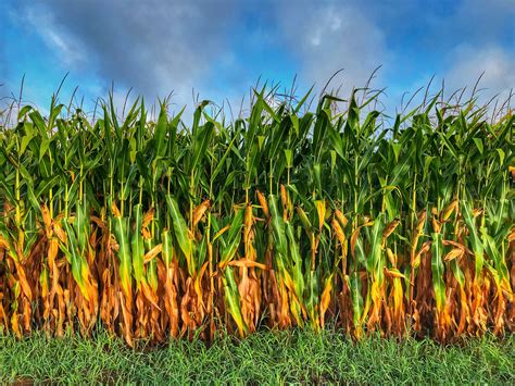 Vibrant Corn Field Etsy