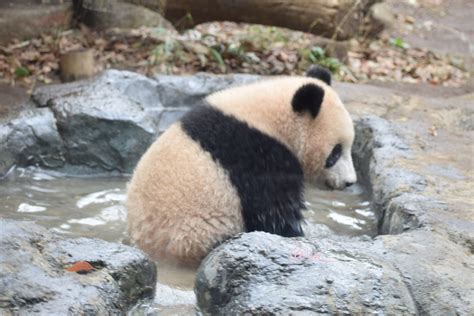 マンガアニメ アニメイラスト 韓国の漫画 漫画カップル アニメのかわいいカップル アニメのカップル カップルのアニメ. Kkıkuljlulıoukı | パンダ かわいい, シャンシャン パンダ, パンダ