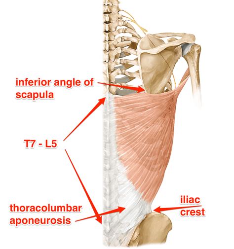 Shoulder The Latissimus Dorsi Muscle