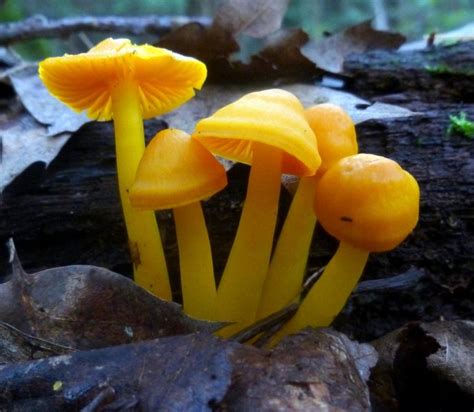 Photos Yellow Mushroom