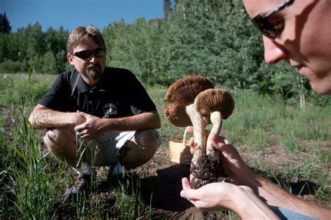 Hunting For Mushrooms In Colorado The New York Times