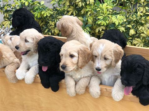 Due to the popularity of our puppies, we cannot always answer the phone. Goldendoodle Puppies For Sale | Clearwater, FL #259658