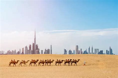 Influencers Are Being Paid For Wealthy Dubai Men And Camels To Poo On