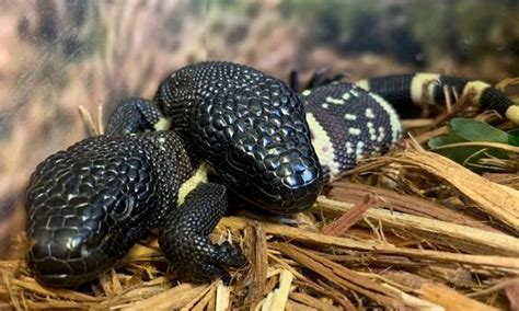 Okc Zoo Critically Endangered Guatemalan Beaded Lizard Hatchlings Now