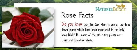 Rose Facts If You Are Looking To Have One For You Explore Many
