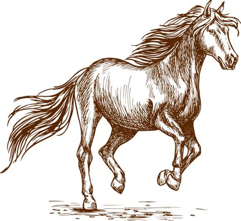 390 Brown Horse Running Fast Stock Illustrations Royalty Free Vector