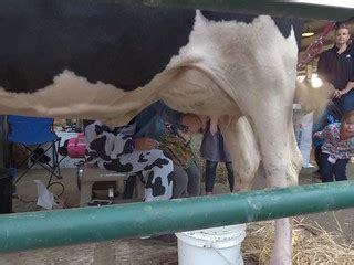 Udderly Fantastic Milking Going On Jennifer Carole Flickr