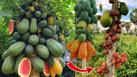 How To Graft Papaya Branches With Rambutan You Must Be Surprised To See Its Frui Youtube