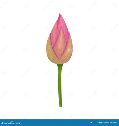 Closed Bud Of Lotus Flower With Pink Petals Isolated On White