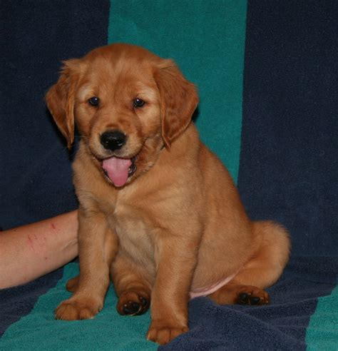 For the most part, they have similar golden retriever puppies are essentially fluffy tornadoes with teeth. Golden Retriever Puppies, Ditto x Hilfy litter #4