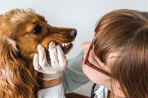 Dental Care Needs For Your Pets San Diego Homegarden Lifestyles