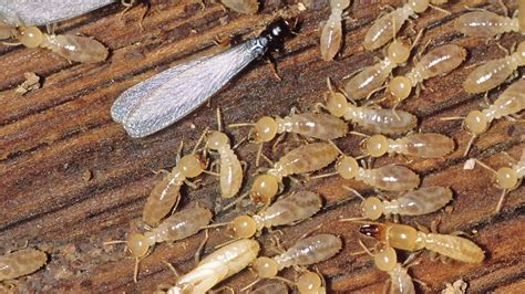 After The Rain Termites Swarm They Eat Wood Food Storage More St