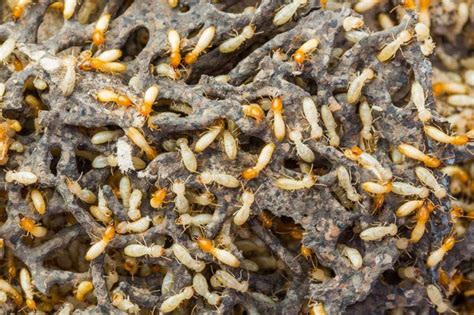 Where Do Termites Live Termite Habitats Terminix