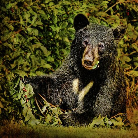 Portrait Of Black Bear Eating Berries Photograph By Melinda Moore Pixels