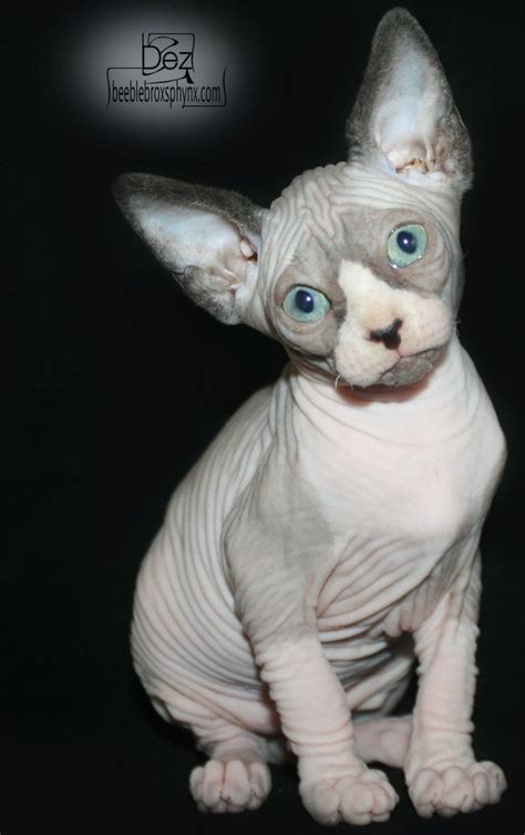 Pin By Beeblebrox Sphynx On Sphynx Kittens Already Adopted Sphynx