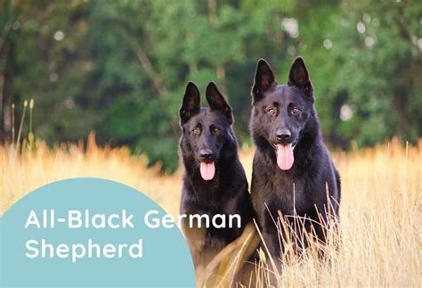 Are All Black German Shepherds Rare