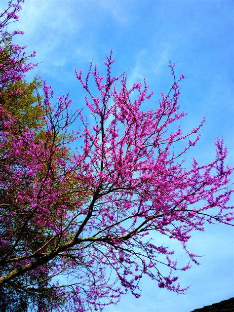 Pictures Of The Beautiful Spring Flowering Ornamental Redbud Tree