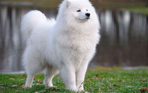 Hd Wallpaper Samoyed Dog White Fluffy Cute Domestic Pets
