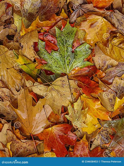 Wet Autumn Leaves No1 Stock Image Image Of Rain Orange 234658453