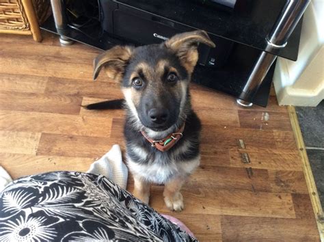 10 Week Old German Shepherd Common Information And Pictures