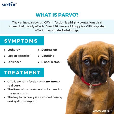 Canine Parvovirus Life Cycle