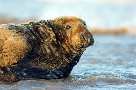 Male Grey Seal Photograph By Duncan Shawscience Photo Library Pixels