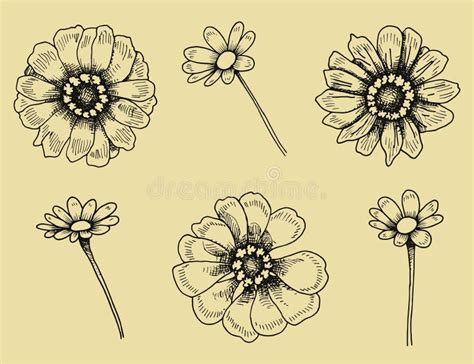 Vector Flowers With Stems And Petals Hand Drawing Stock Vector