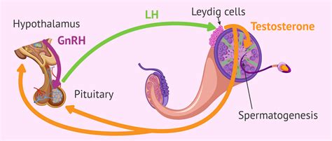 What Are The Functions Of The Lh Hormone In The Reproductive Cycle