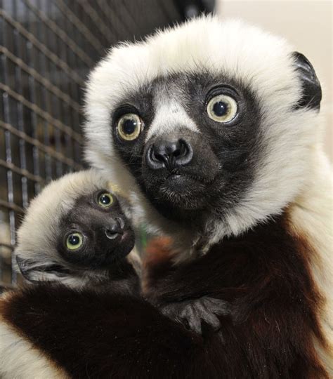 Meet Duke Lemur Centers Sifaka Babies Zooborns