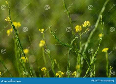Black Mustard Brassica Nigra Stock Photo Image Of Brassicaceae