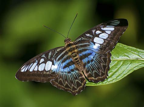 Iridescent Blue Clipper Butterfly Wings Of The Tropics F Flickr