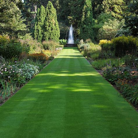 Buy Outsidepride Legacy Fine Fescue Shade Tolerant Soft Turf Lawn