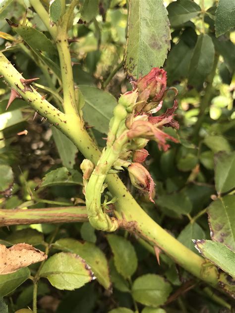 Rose Rosette Disease Identification And Management