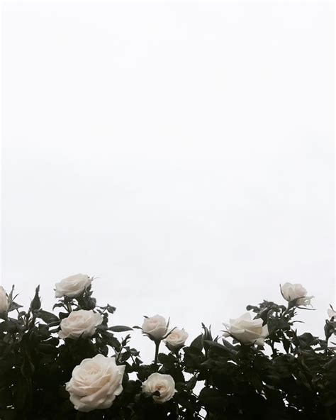 Aesthetic backgrounds aesthetic wallpapers aesthetic roses. Pin by Emme on aesthetic | White roses background, Flower ...
