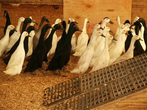 Metzer Farms Duck And Goose Blog Two Duck Breeds Only Available July
