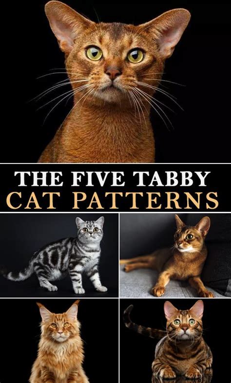 The mackerel tabby is one of the most quintessential coat patterns you can get on a cat. The Five Tabby Cat Patterns | Grey tabby cats, Orange ...