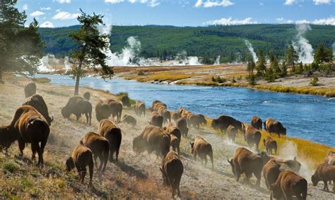 Yellowstone National Park Blog 
