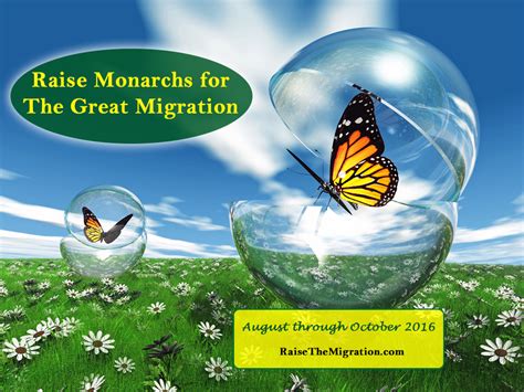 Raise The Migration 4 Raise Monarch Migration Butterflies