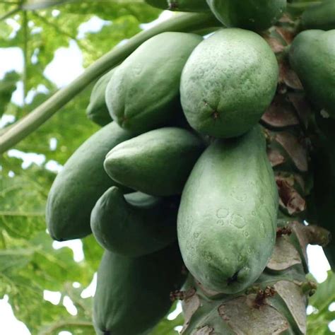 Health Benefits Of Pawpaw Leaves In 2019 Yencomgh