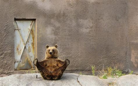 Pose Paws Background Door Bear Humor Funny Wallpapers Hd