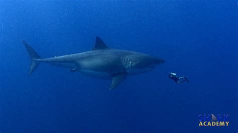 In its time, the shark would have been eating a dwarf species (now for over 20 million years, a gigantic shark popularly known as megalodon stalked the world's. Megalodon Sharks | SHARK ACADEMY | Doovi