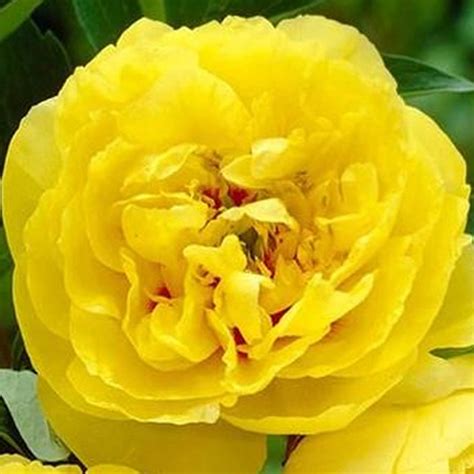 Yellow Crown Itoh Peony Paeonia X Intersectional Yellow Crown