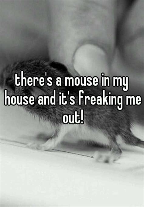 Theres A Mouse In My House And Its Freaking Me Out