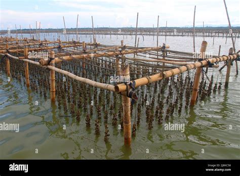Shellfish Farming Oysters Farm In The Sea Stock Photo Alamy