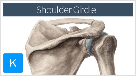 Shoulder Pectoral Girdle Muscles And Movements Human Anatomy