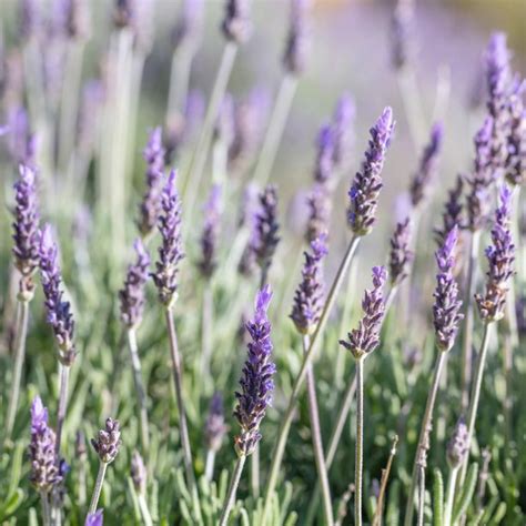 Organic Lavender Seeds 500 Mg Packet ~225 Seeds Perennial Non Gmo
