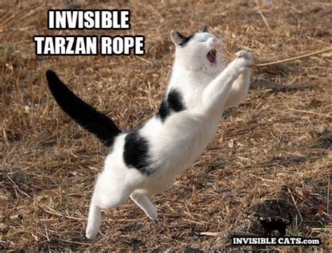 51 Best Images About Invisible Cat On Pinterest Cats Funny Cat Memes